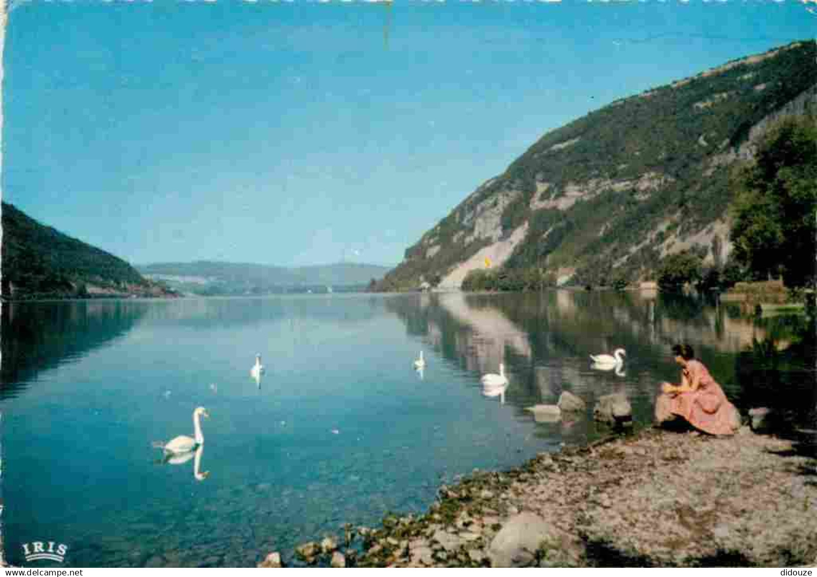 01 - Nantua - Le Lac de Nantua - Cygnes - CPM - Voir Scans Recto-Verso