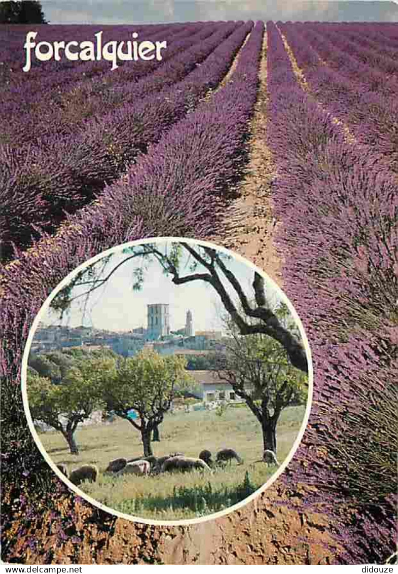 04 - Forcalquier - Champs de lavande - Moutons - CPM - Voir Scans Recto-Verso