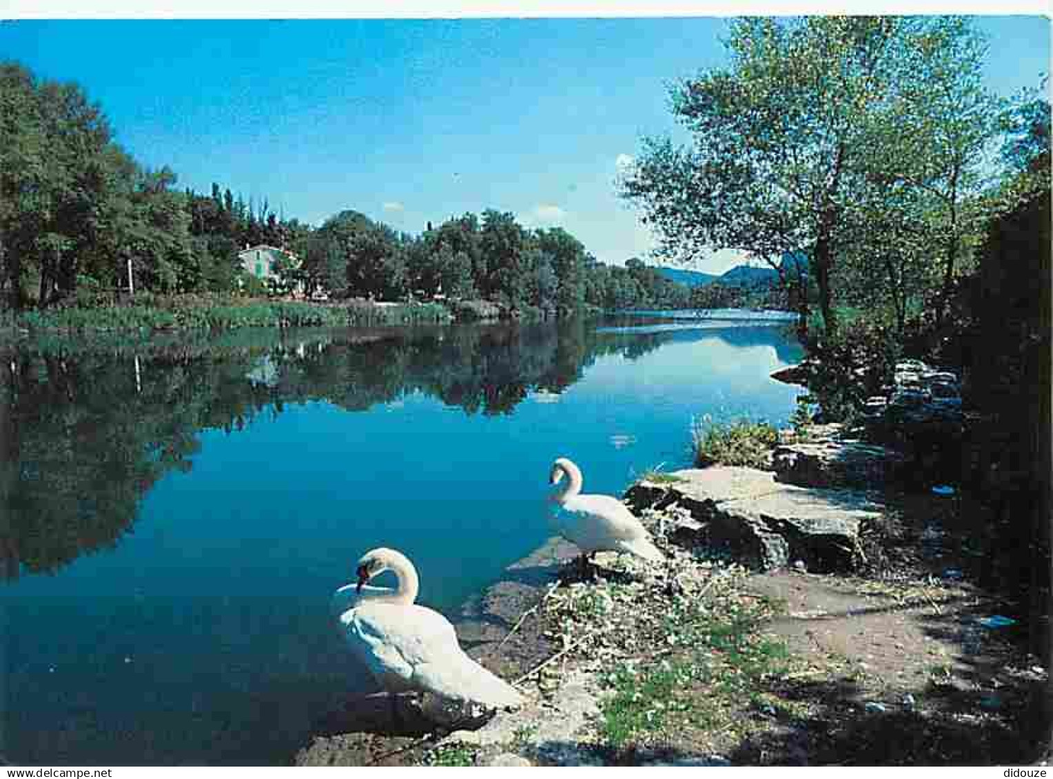 04 - Gréoux les Bains - Les cygnes au bord du Verdon - Flamme Postale de Gréoux les Bains - CPM - Voir Scans Recto-Verso