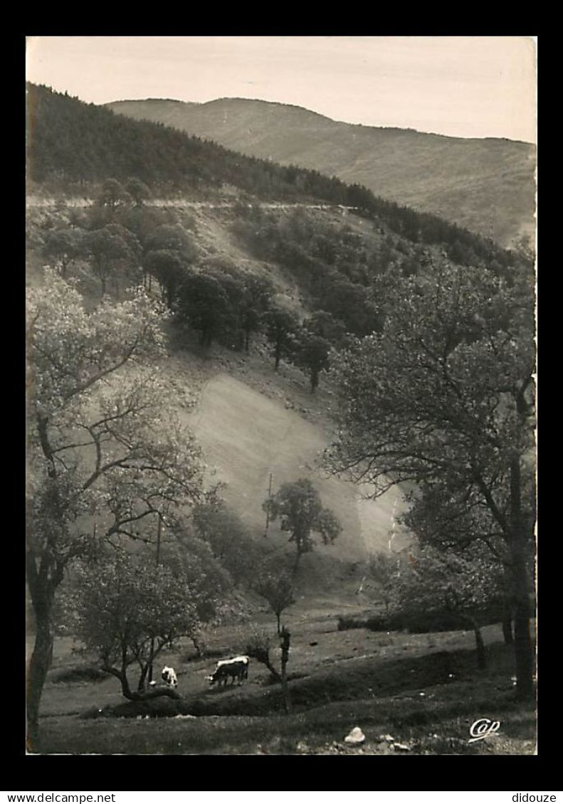 07 - La Louvesc - Les Prairies au pied de La Louvesc - Vaches - Carte dentelée - CPSM grand format - Voir Scans Recto-Ve