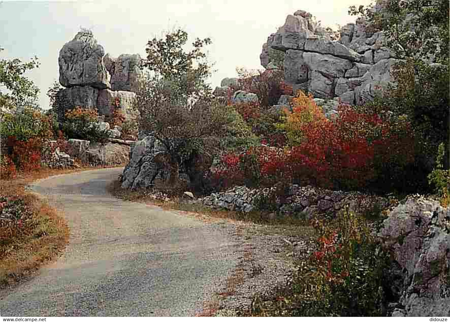 07 - Les Vans - Bois de Paiolive - en automne - CPM - Voir Scans Recto-Verso