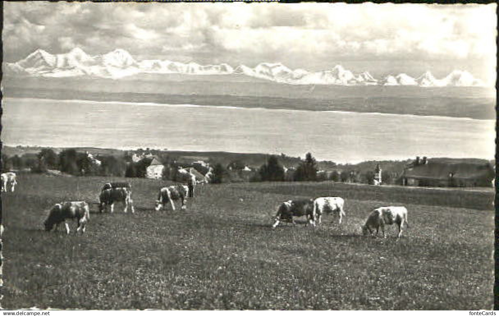 10551176 Provence-Mutrux Provence Lac de Neuchatel x 1963