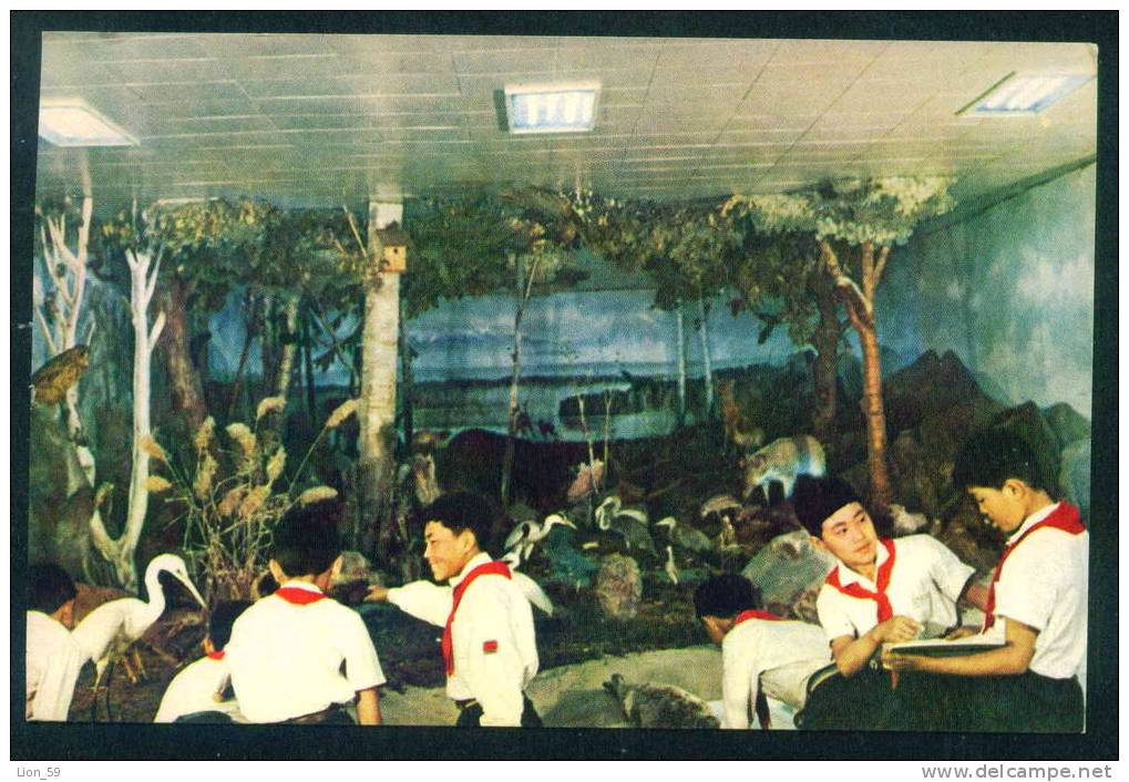 109018 / Pyongyang - Pioneer Zoology, Animals - North Korea Corée du Nord PC postcard mint AK