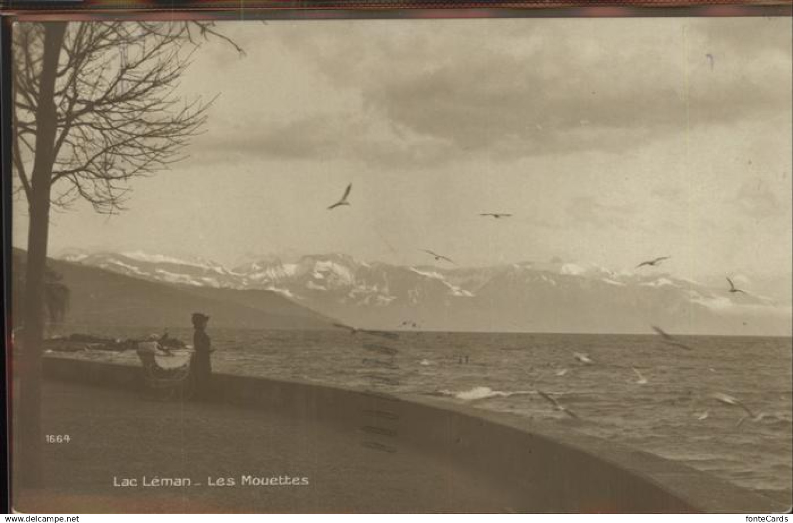 11305081 Lac Leman Genfersee Panorama Lac Leman Les Mouettes