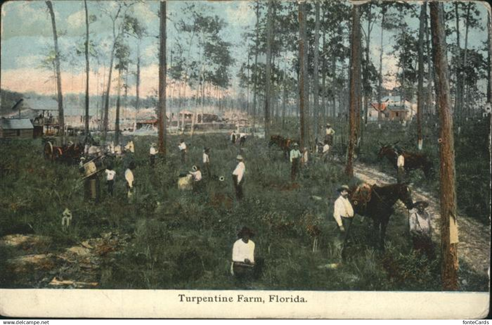 11328322 Palm Beach Turpentine Farm