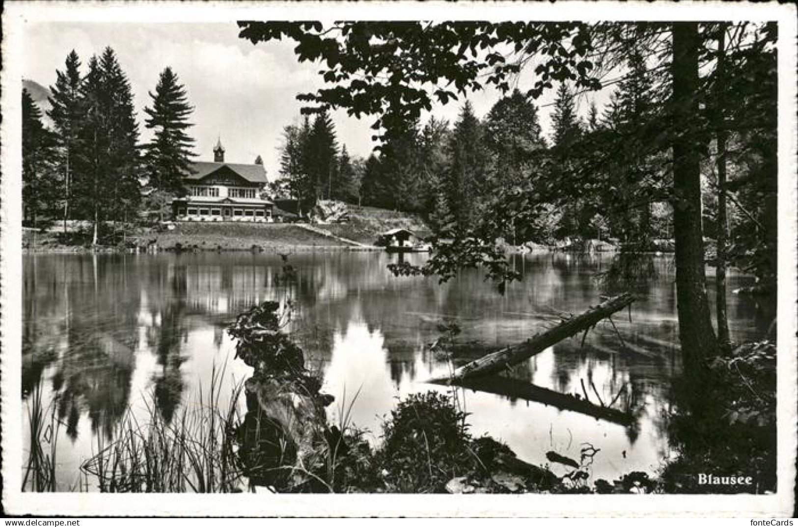 11451482 Kandergrund Partie am Blausee Bergsee