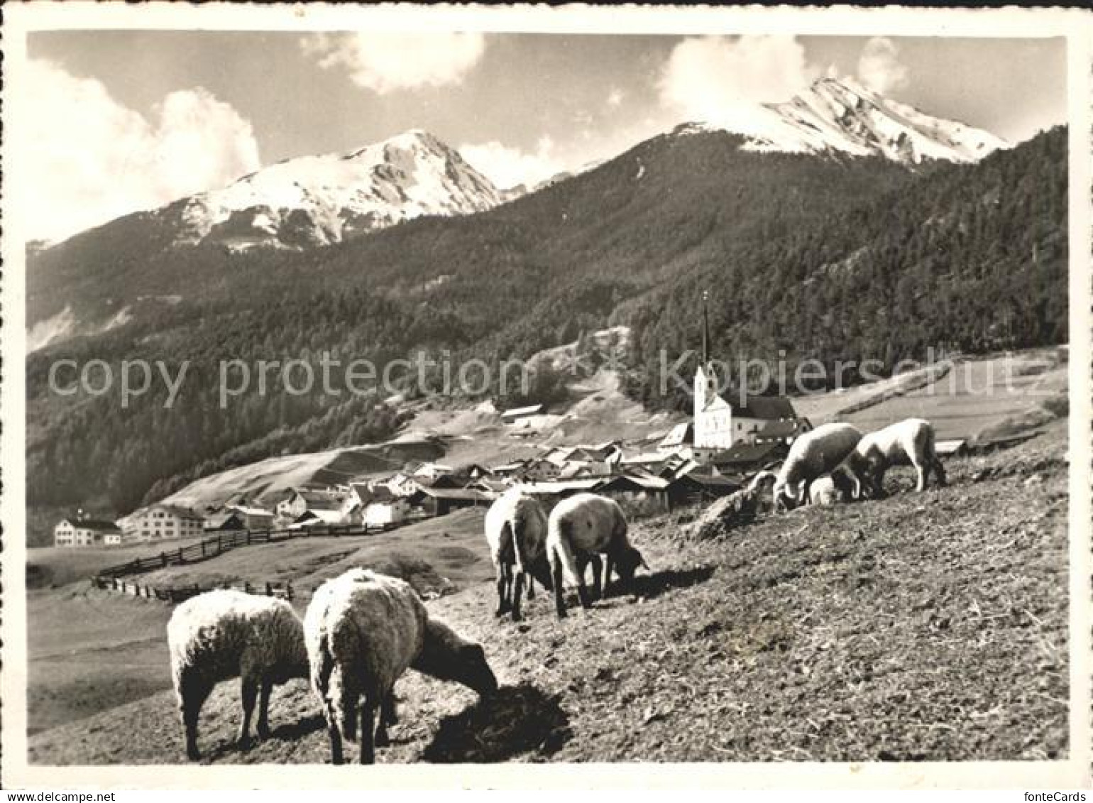 11631094 Alvaneu Dorf Teilansicht Schafherde