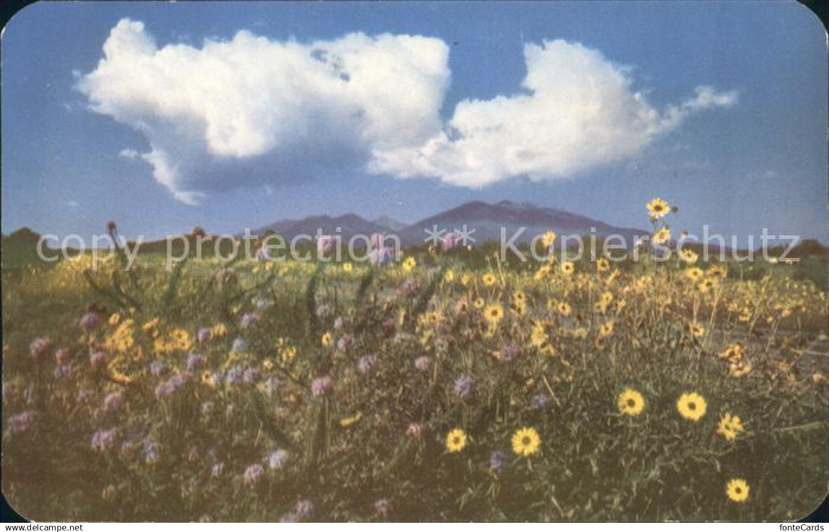 11688337 Flagstaff Arizona Sunflowers in bloom San Francisco Peaks Route 66