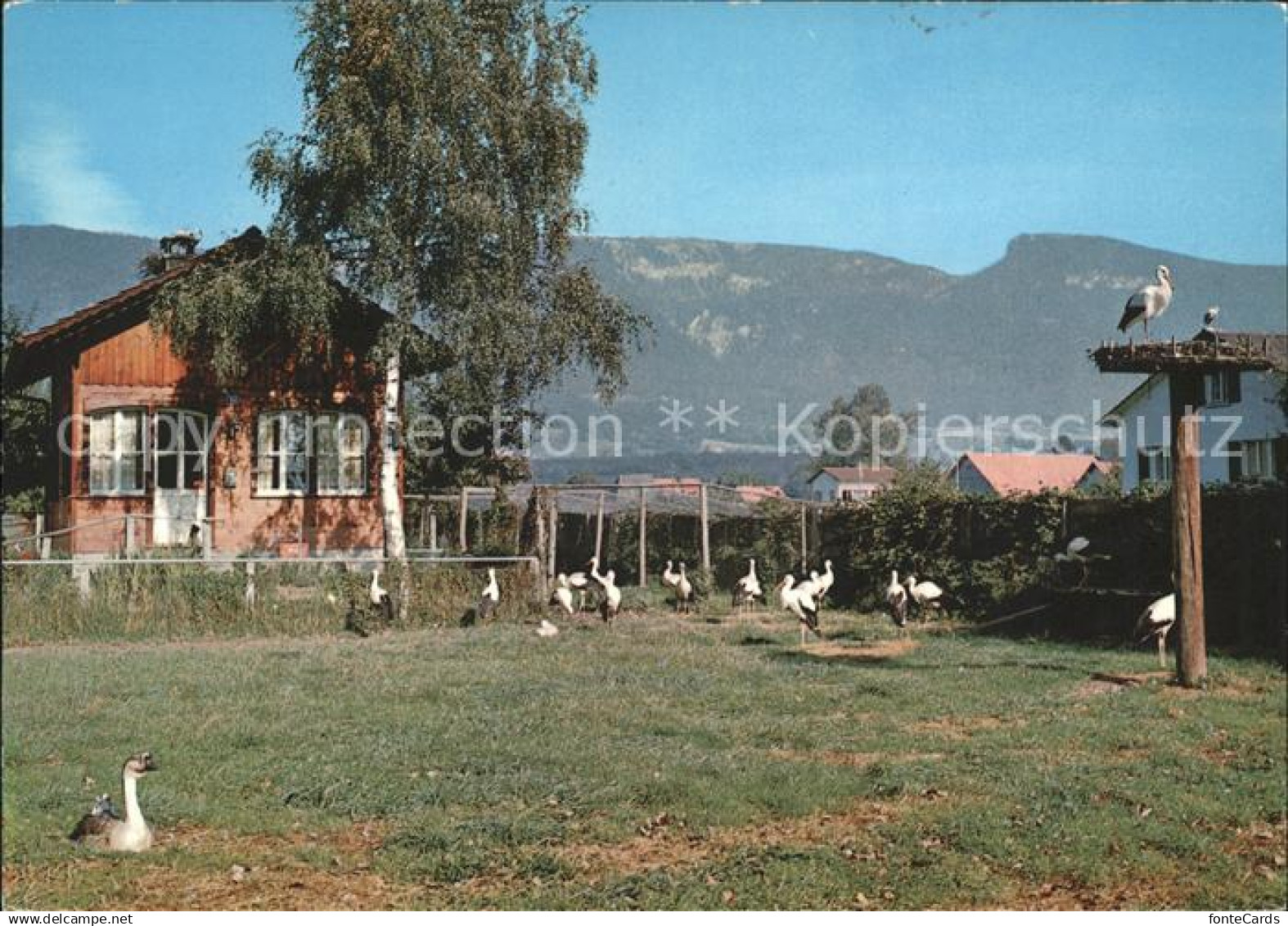 11851727 Altreu Selzach Vogelwarte Sempach Storchen