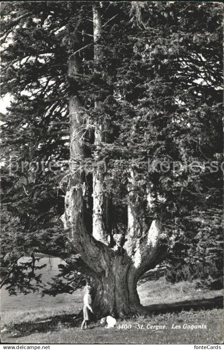 12054332 Saint-Cergue Nyon Suisse Grosser Baum