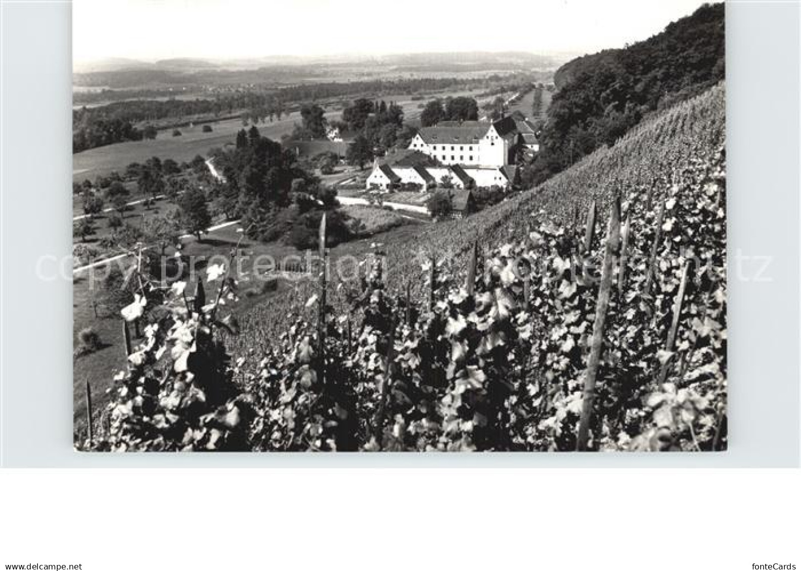 12590074 Warth Frauenfeld Blick von den Weinbergen