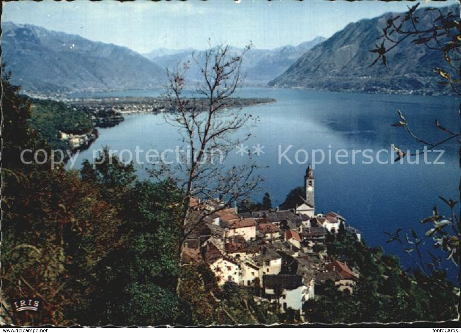 12592538 Ronco sopra Ascona Panorama