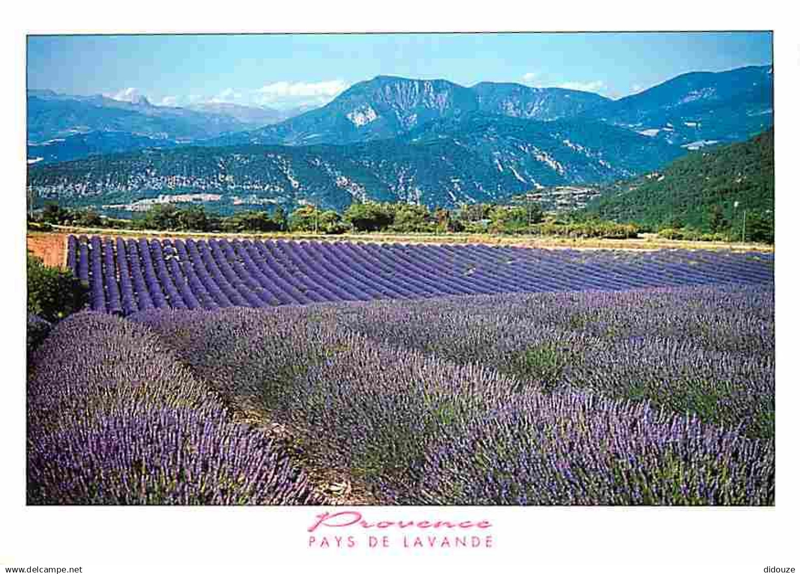 13 - Provence - Image de Provence - Champs de lavande - CPM - Voir Scans Recto-Verso