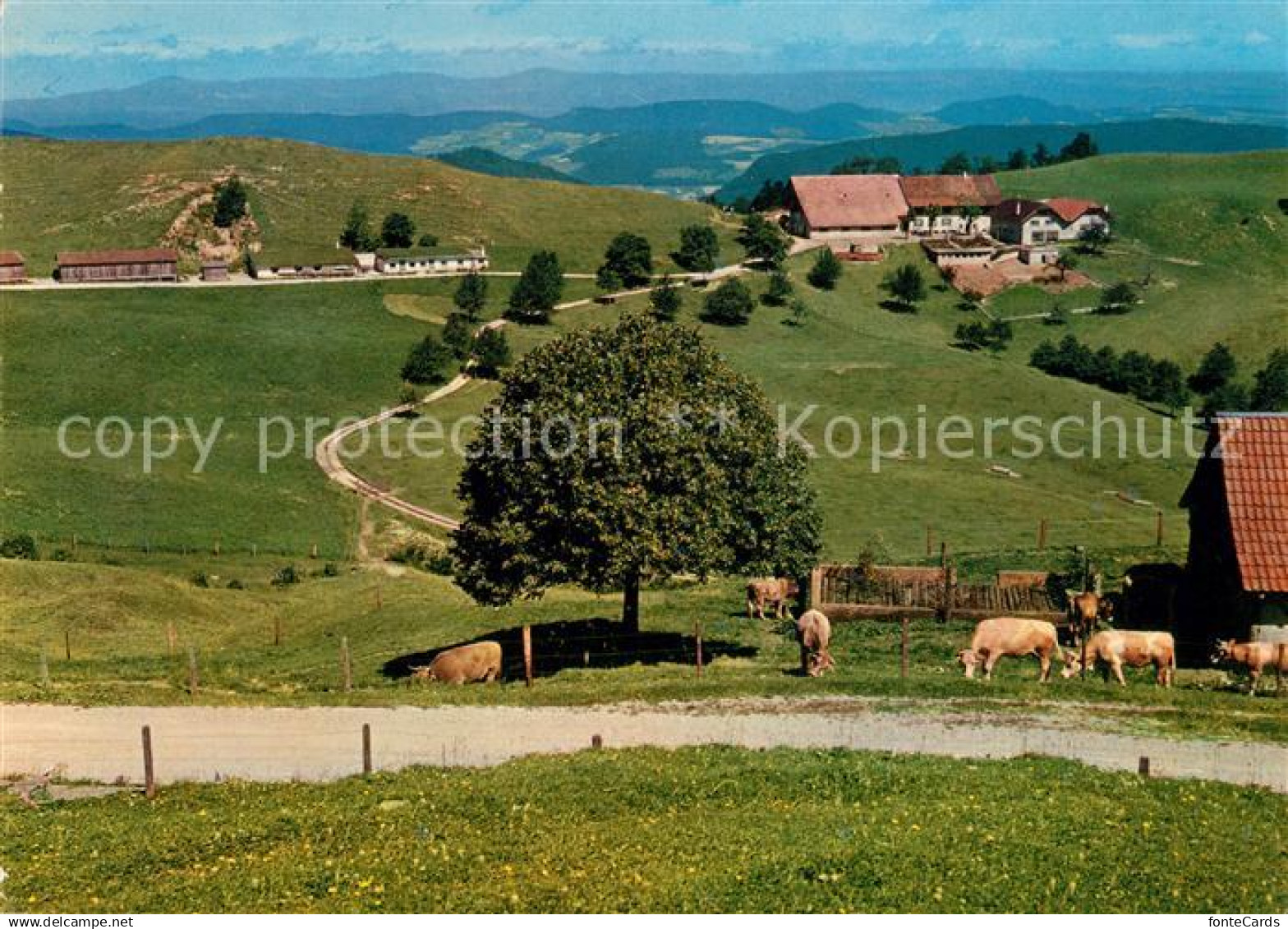 13081868 Eptingen Berghaus Ober-Boelchen Geschwister Haering Kuehe Eptingen