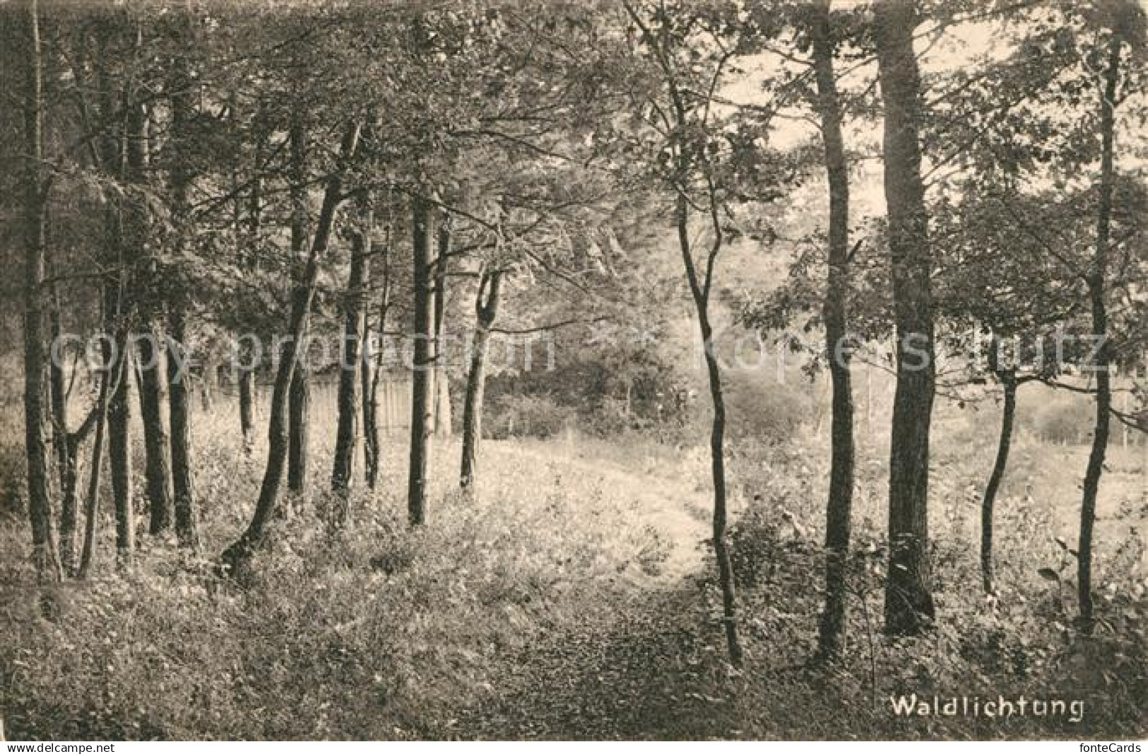 13116333 Birsfelden Waldlichtung Birsfelden