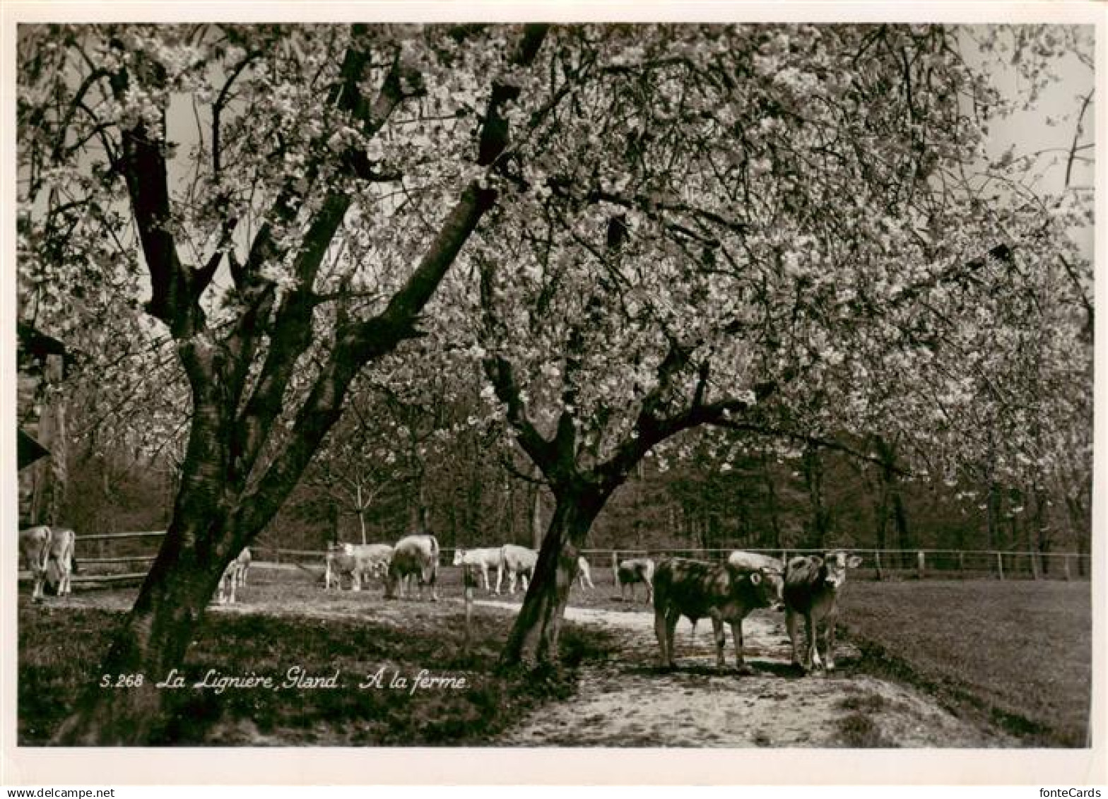 13922043 La Ligniere Gland VD A la ferme