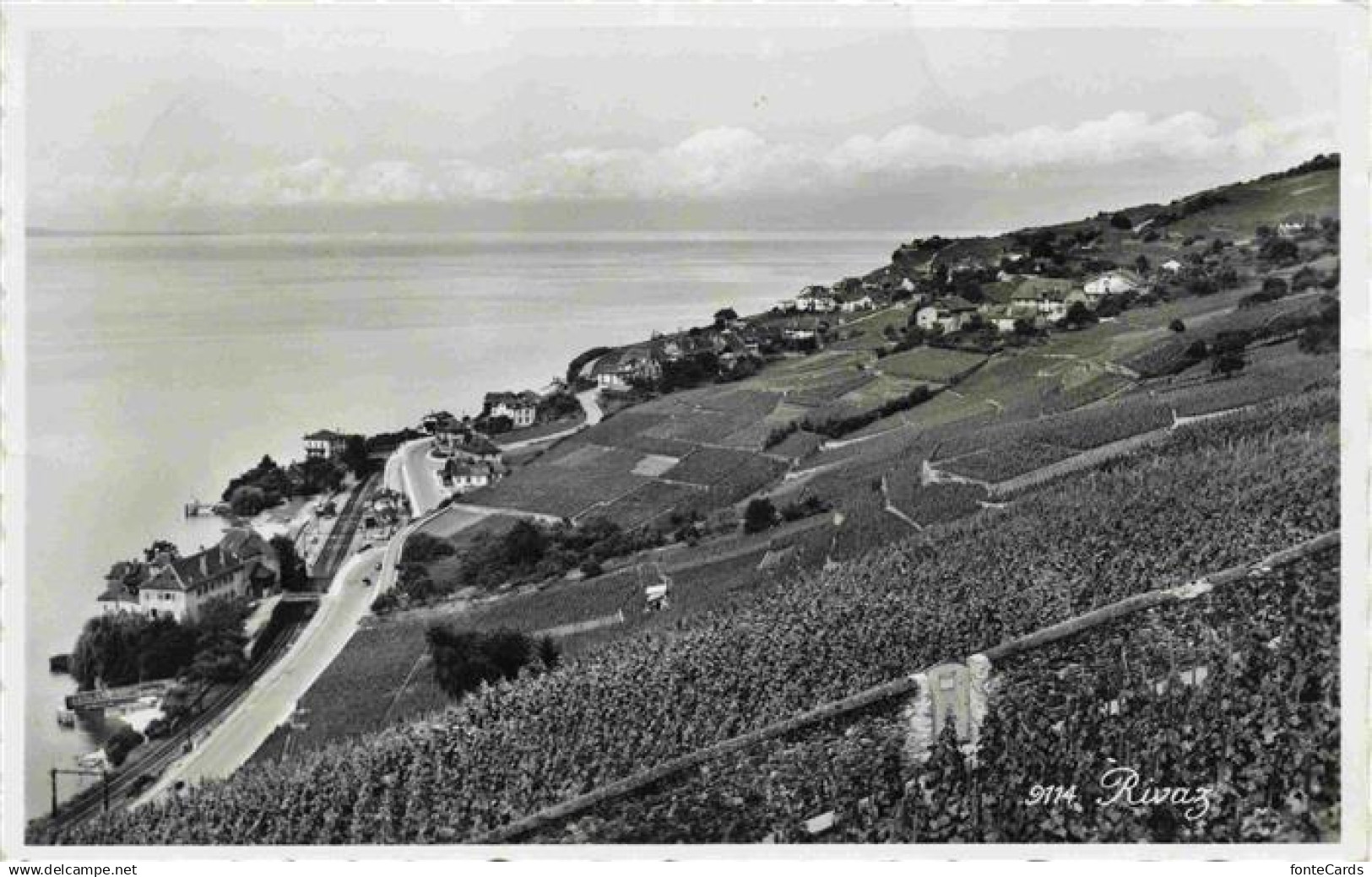 13991727 Rivaz Lavaux VD Panorama