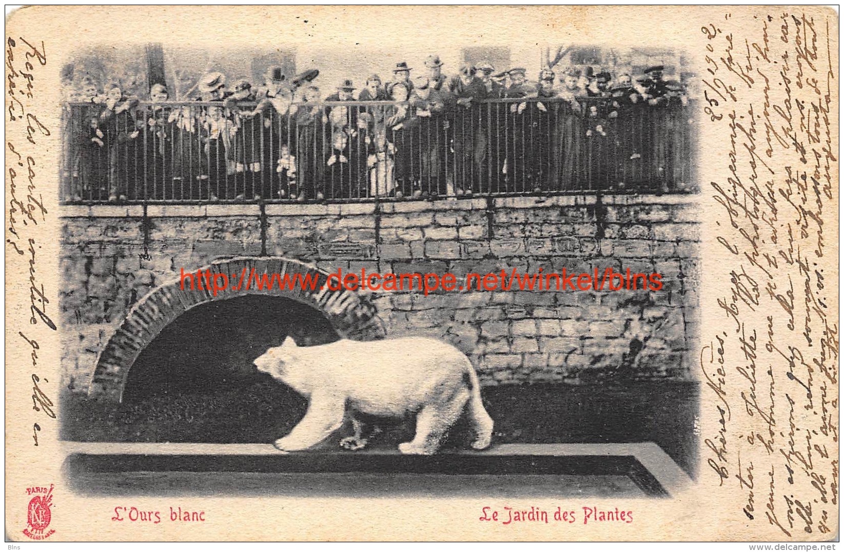 1902 Jardin des Plantes Ours Blanc