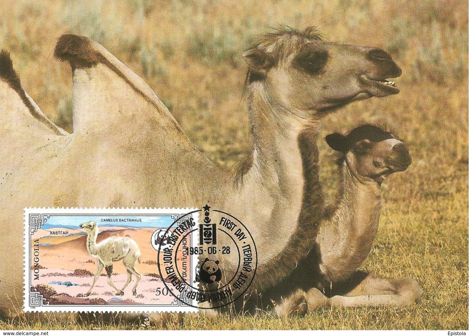 1985 - MONGOLIA -  Wild Bactrian Camel  -  Chameau Sauvage de Mongolie WWF