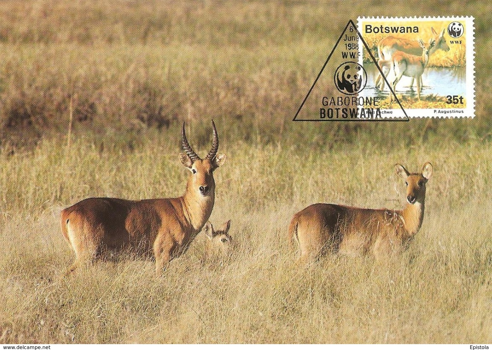 1988 - BOTSWANA GABORONE - Red Lechwe - Antilope Kobus leche