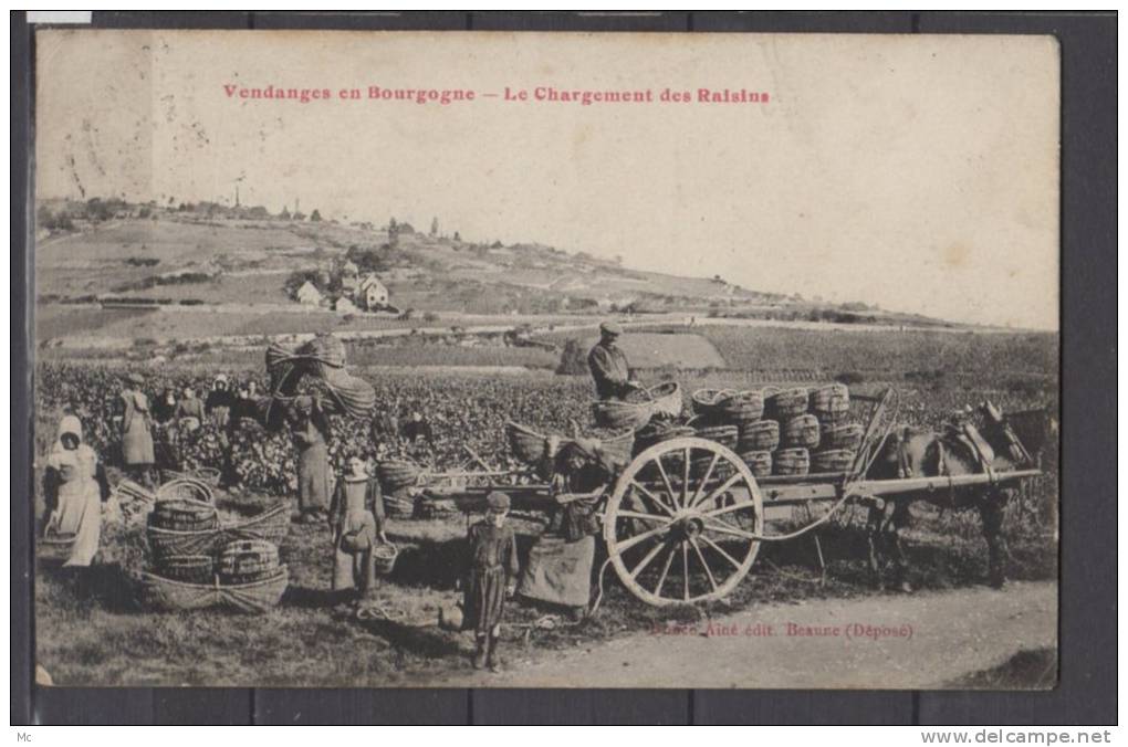 21 - Vendanges en Bourgogne - Le Chargement des Raisins