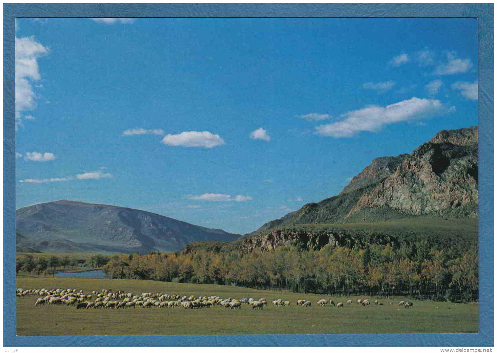 215187 / A FLOCK OF SHEEP IN THE GRAZING FIELD  , Mongolia Mongolei Mongolie