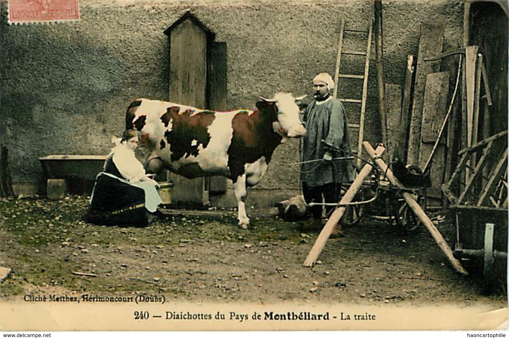 25 Montbeliard :  traite des vaches vache