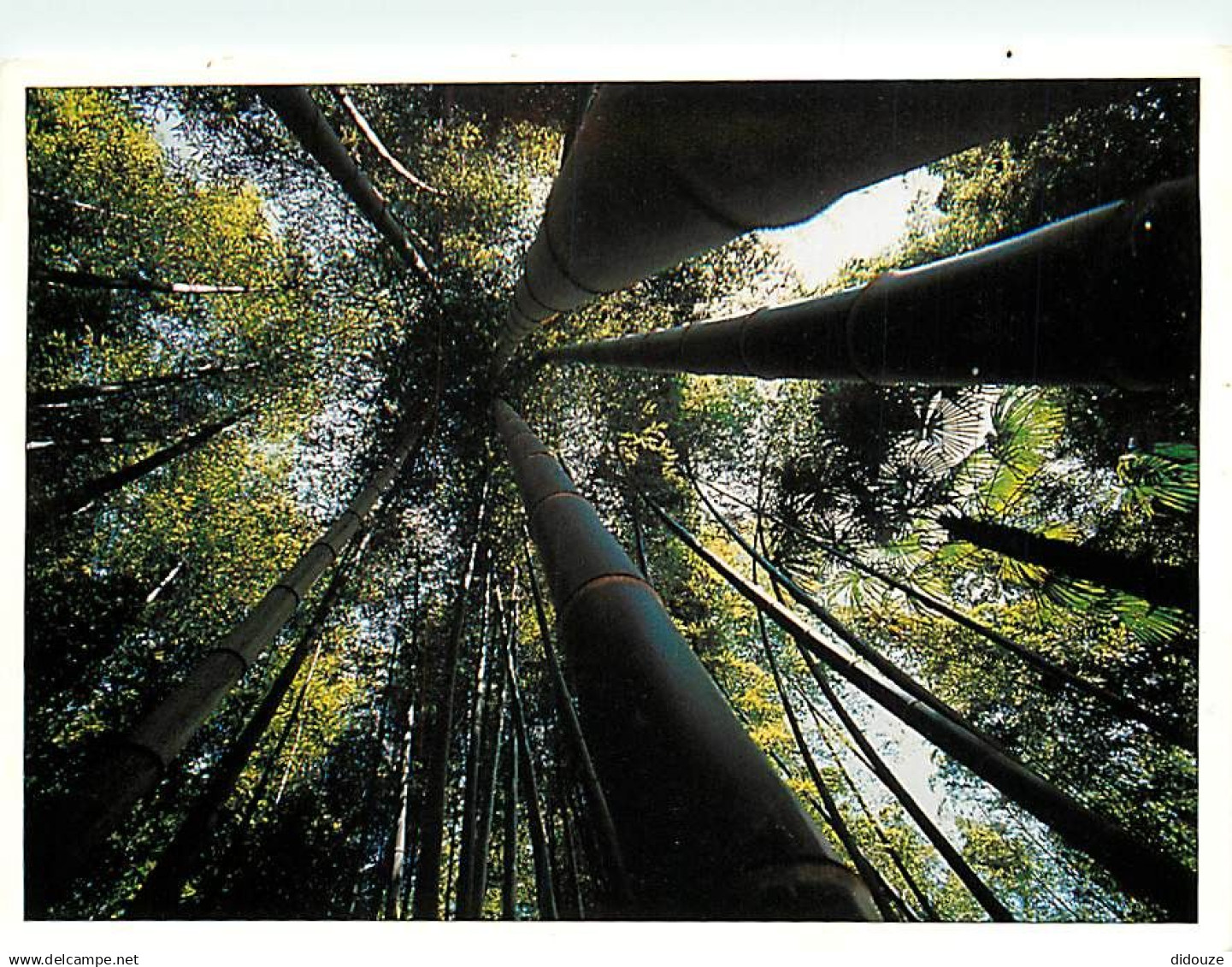 30 - Anduze - Générargues - Bambouseraie de Prafrance - CPM - Voir Scans Recto-Verso