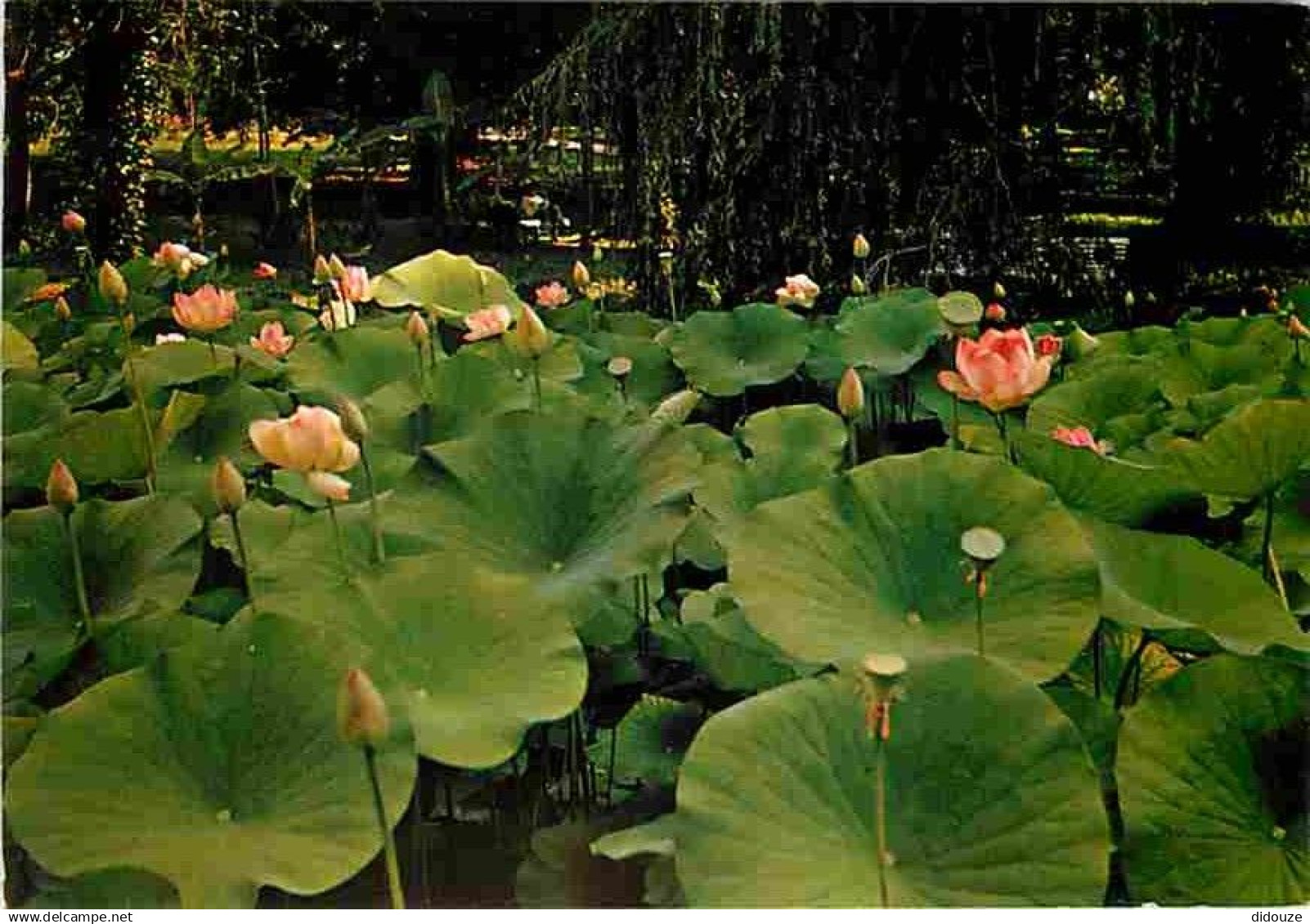 32 - Barbotan les Thermes - Un Champ de Lotus - Fleurs - Flamme Postale de Barbotan les Thermes - CPM - Voir Scans Recto