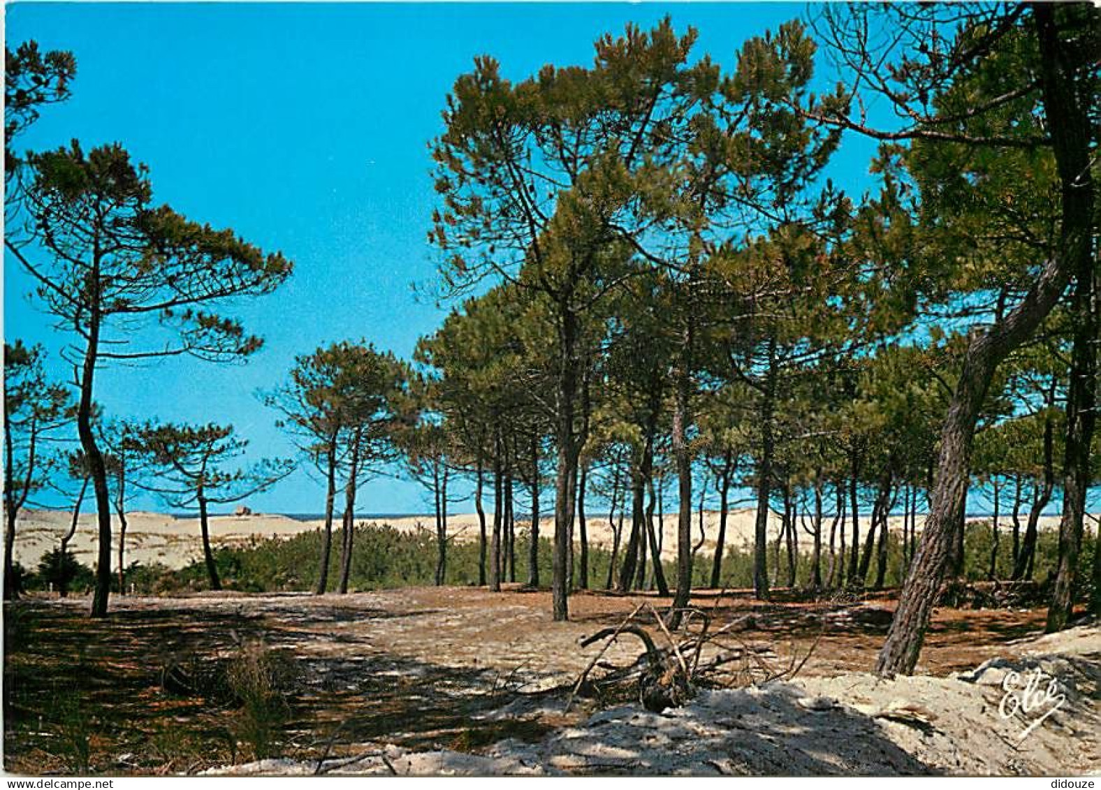 33 - Carcans - Maubuisson - La Forêt au pied des Dunes de la Côte Atlantique - CPM - Voir Scans Recto-Verso