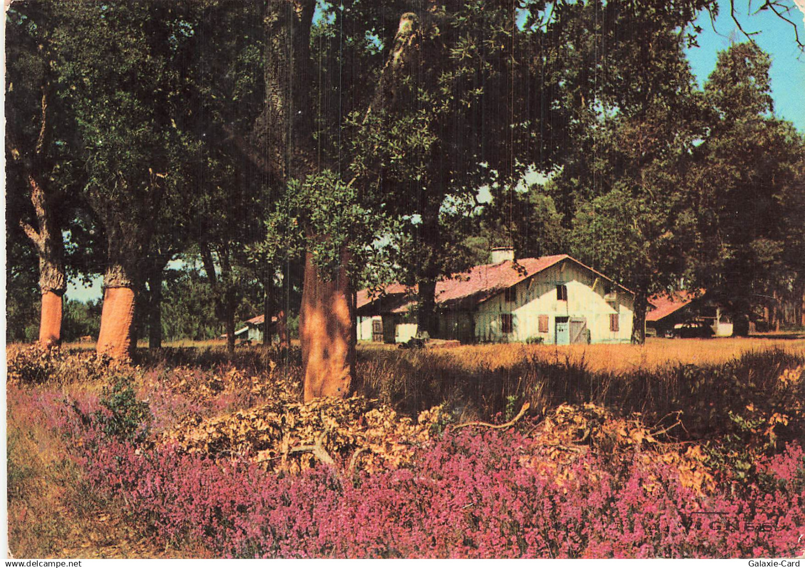 40 CASTETS MAISON LANDAISE