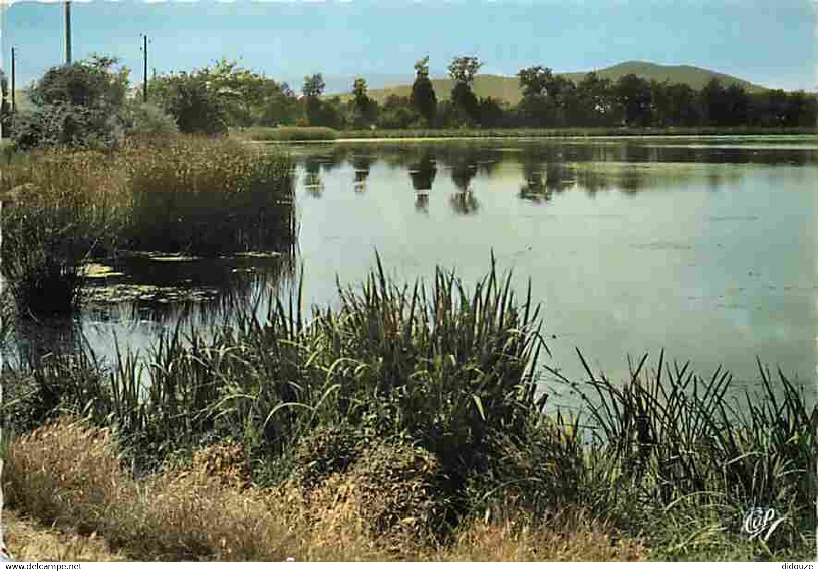 42 - Montbrison - Environs de Montbrison - Etangs du Roy - CPM - Voir Scans Recto-Verso