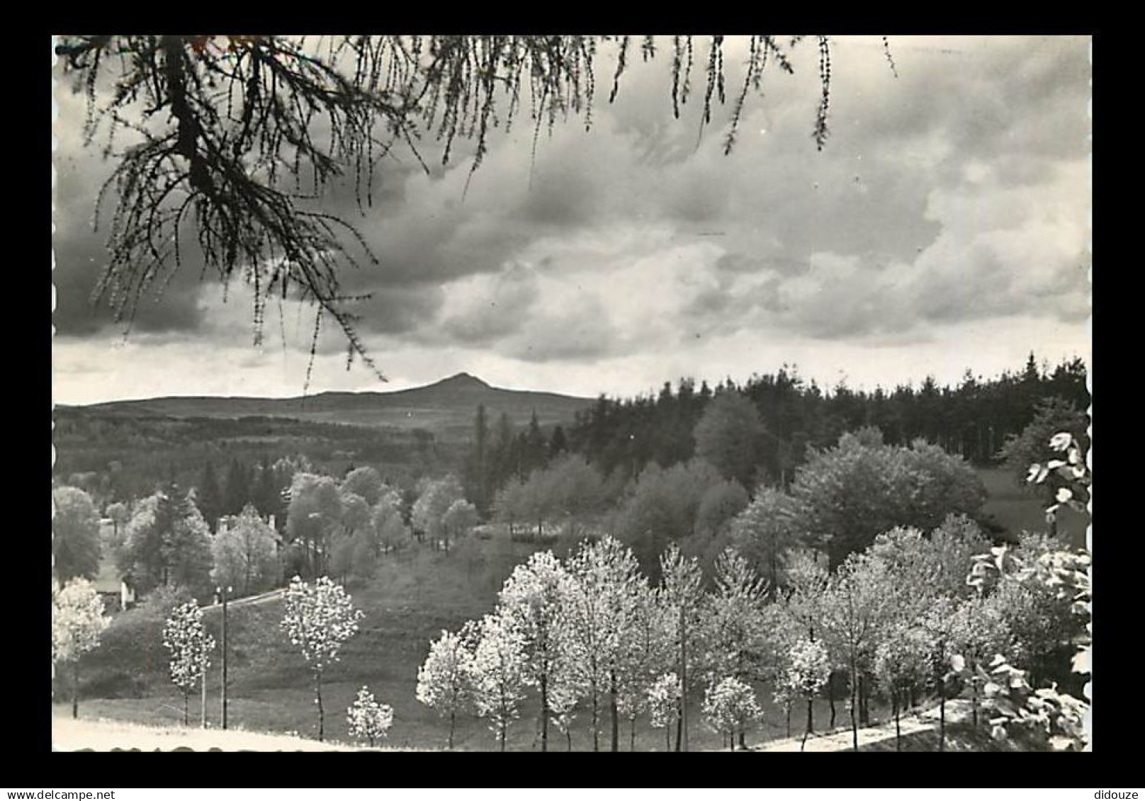 43 - Le Chambon sur Lignon - Le Lizieux au Printemps - Mention Photographie véritable - Carte dentelée - CPSM grand form