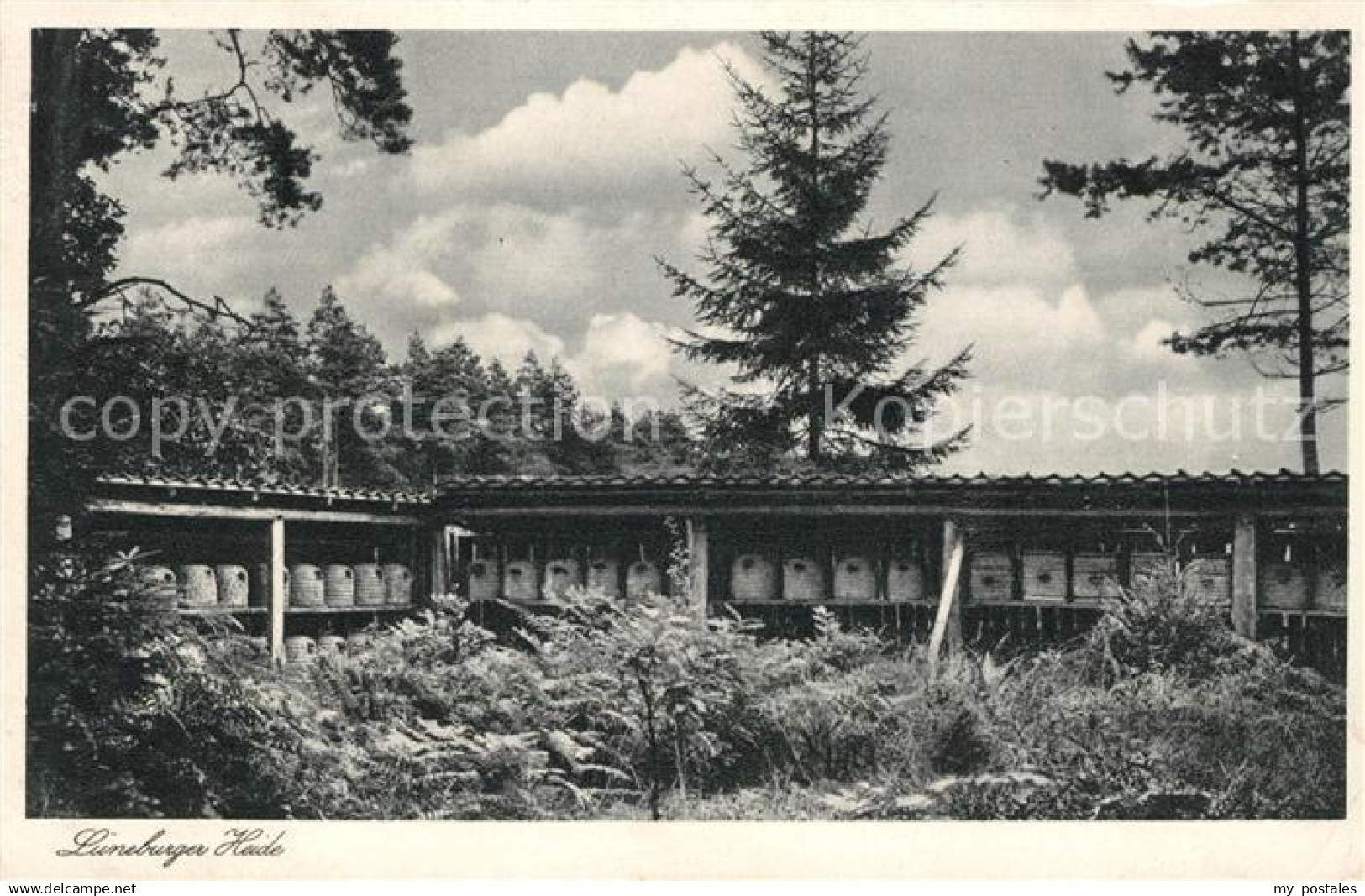 43069178 Lueneburger Heide Bienenkoerbe Lueneburger Heide