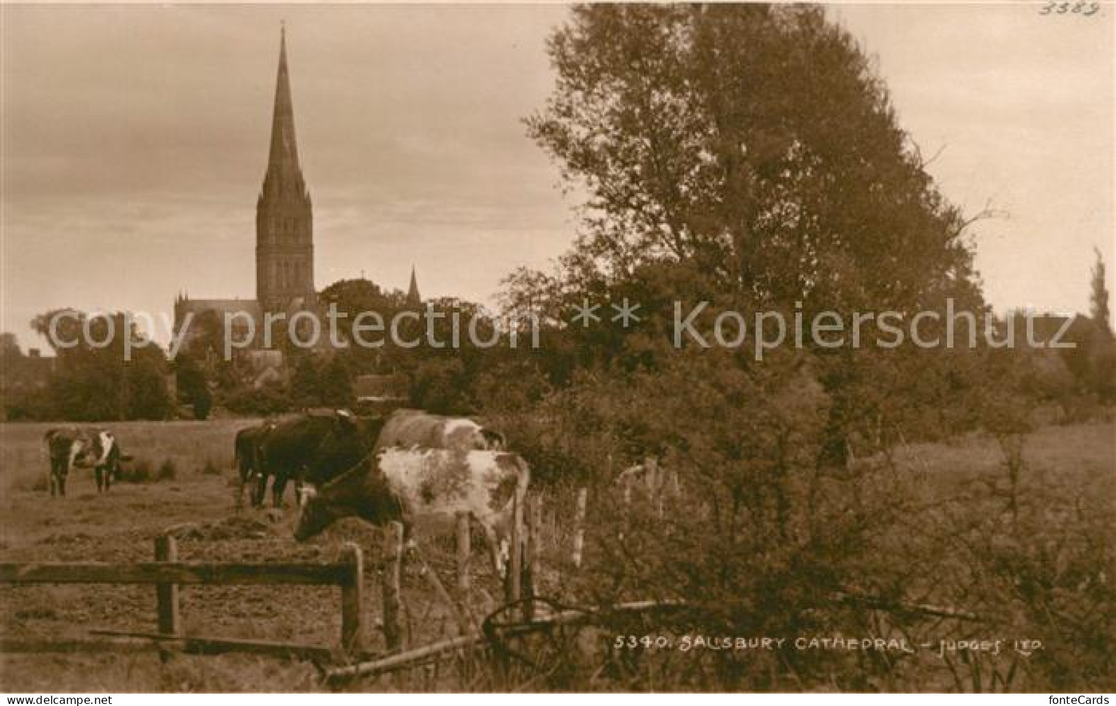 43104503 Salisbury Wiltshire Cathedral Cows Salisbury