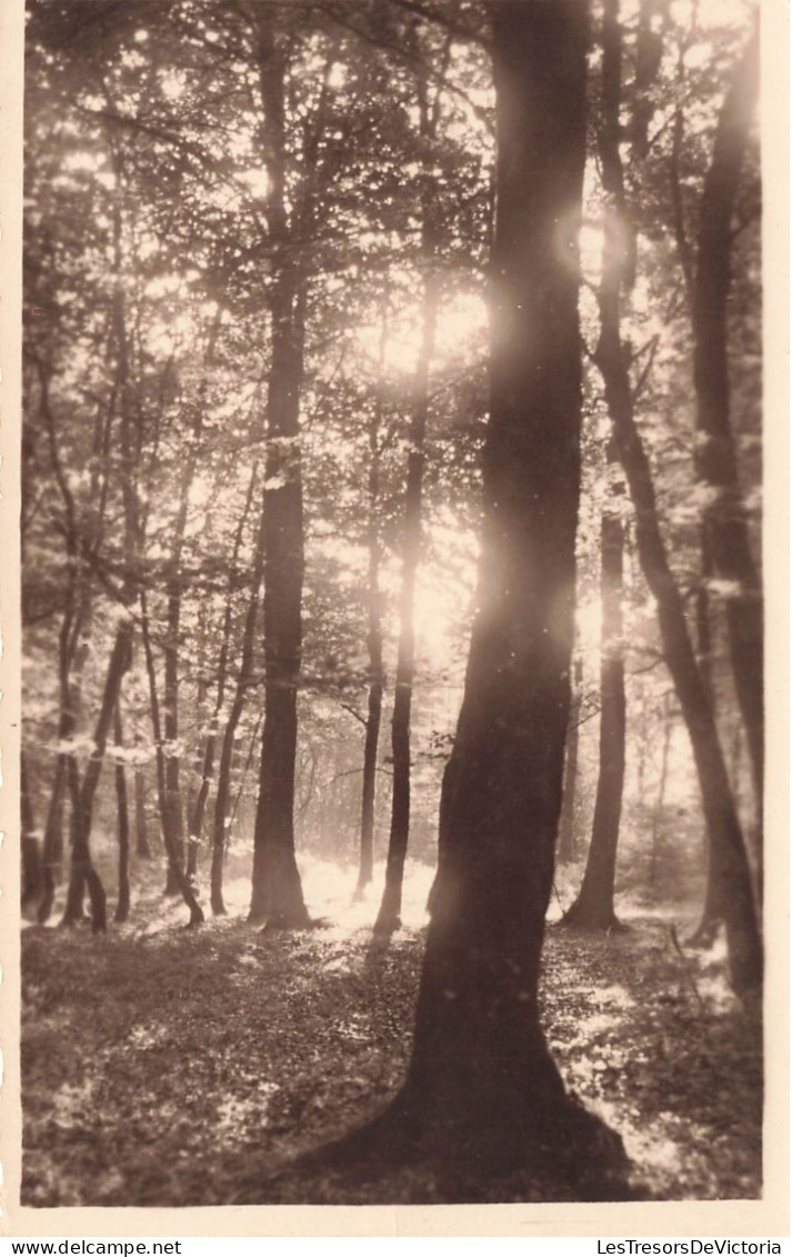 [-5%] MONDE - Forêt - Carte Postale  Ancienne