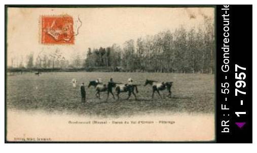 55 Gondrecourt-le-Château - Gondrecourt (Meuse) - Haras du Val-d'Ornain - Pâturage - animal c /  D55D  K55215K  C55215C