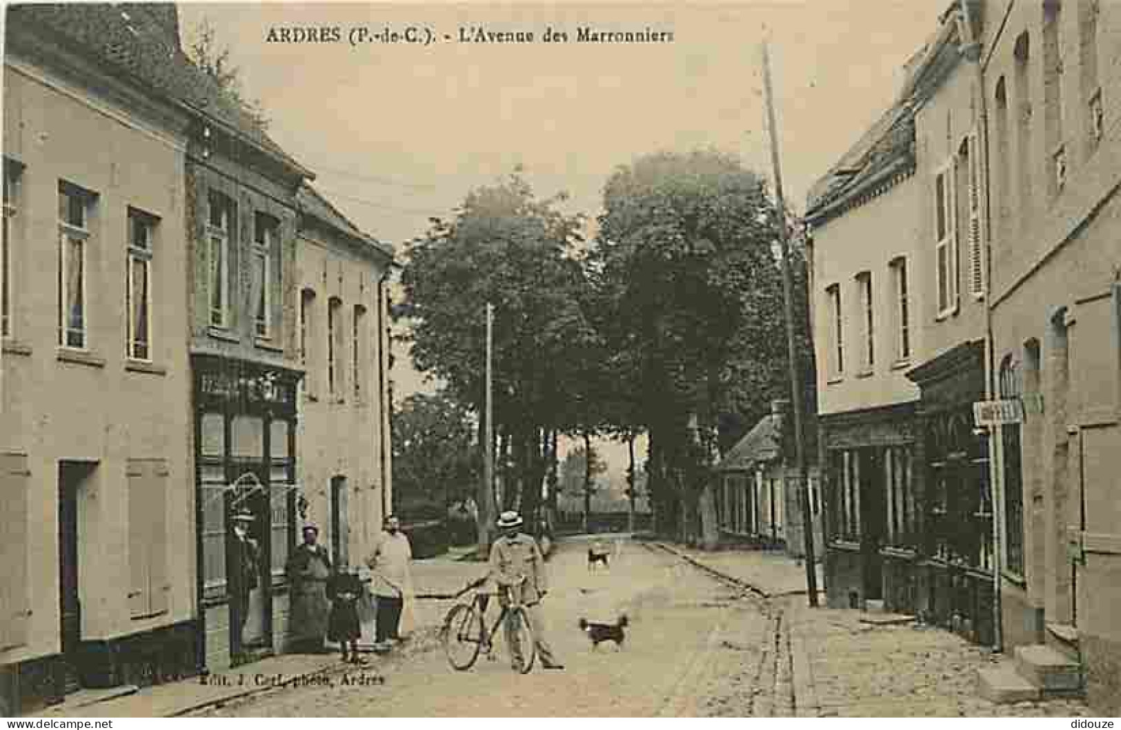 62 - Ardres - L'Avenue des Marronniers - Animé - Carte Vierge - CPA - Voir Scans Recto-Verso