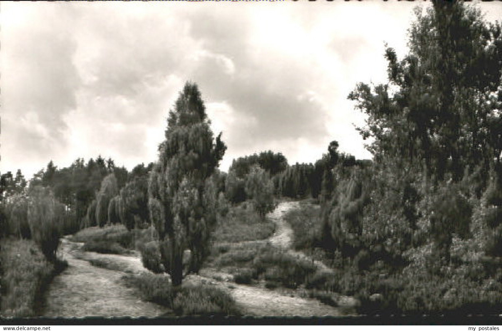 70079506 Lueneburger Heide Lueneburgerheide bei Wilsede Lueneburger Heide