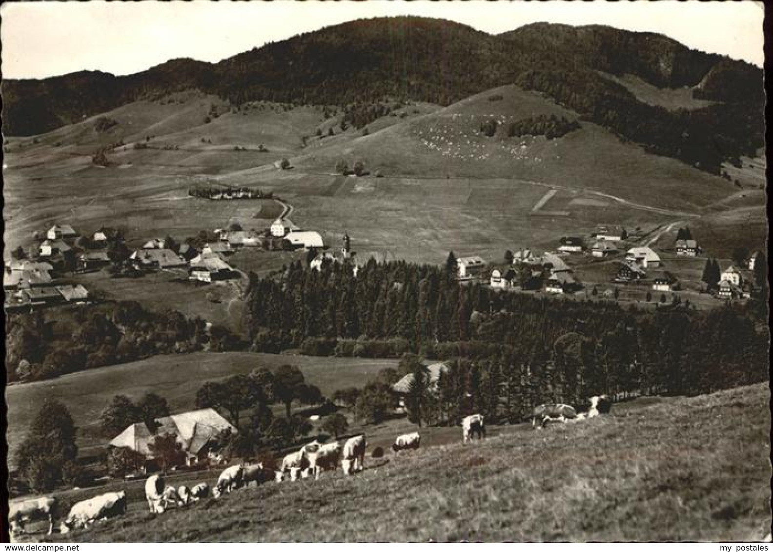 71369992 Bernau Schwarzwald Panorama