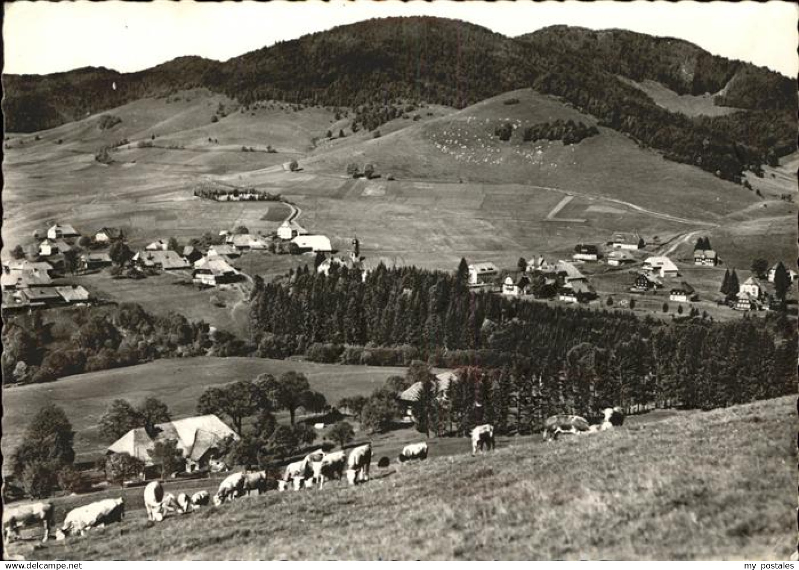 71369993 Bernau Schwarzwald Panorama