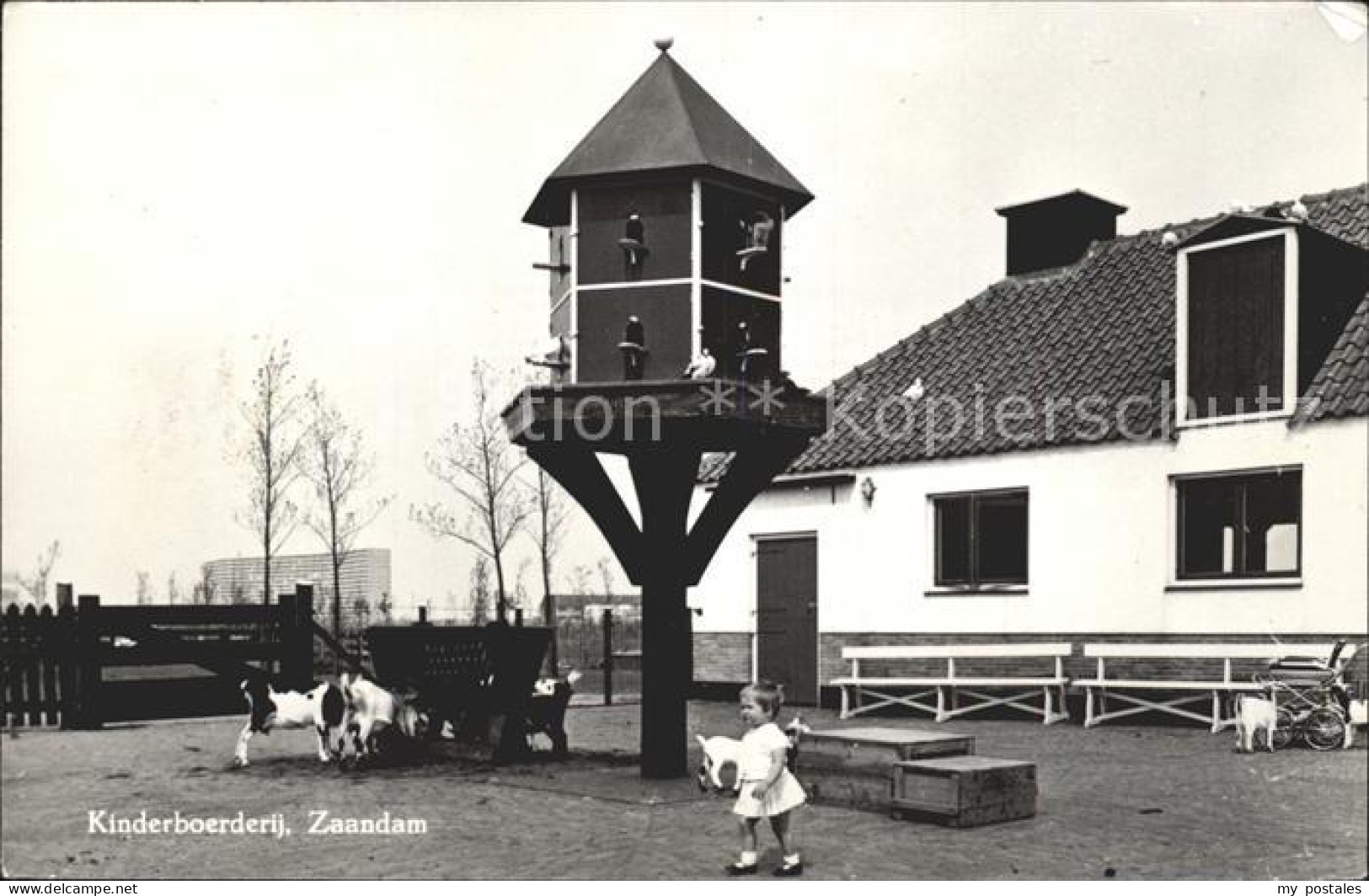 71873562 Zaandam Kinderboerderij Zaandam