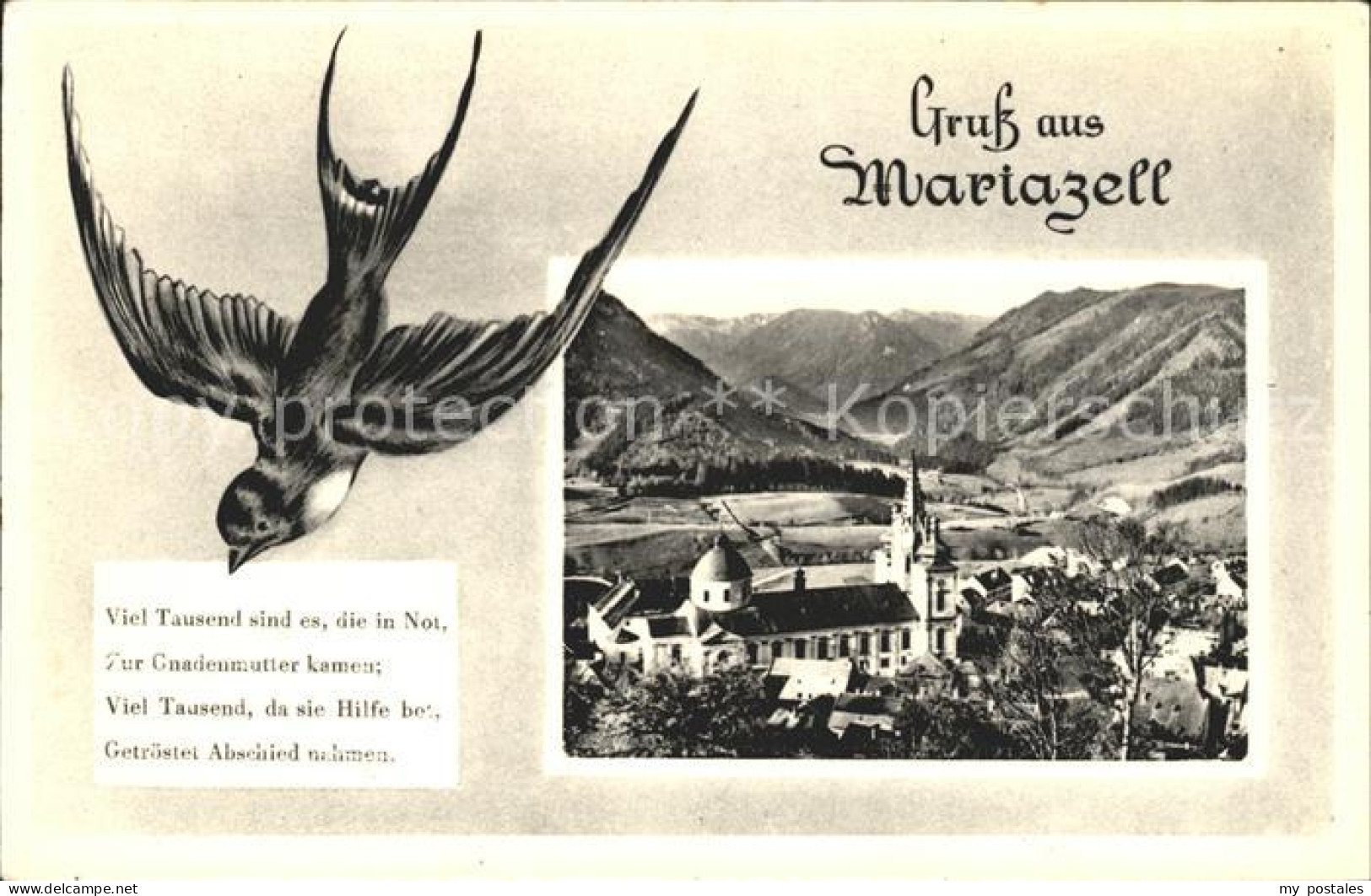 71896938 Mariazell Steiermark Schwalbe Mariazell