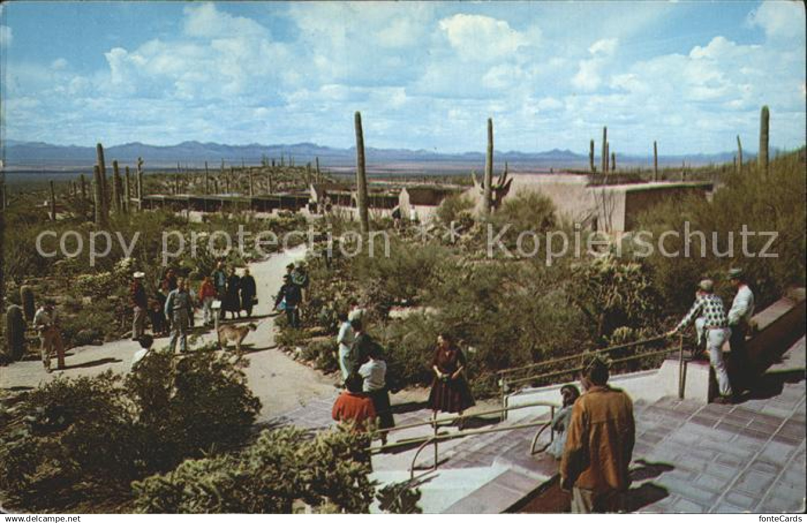 72306898 Tucson Arizona Sonora Desert Museum