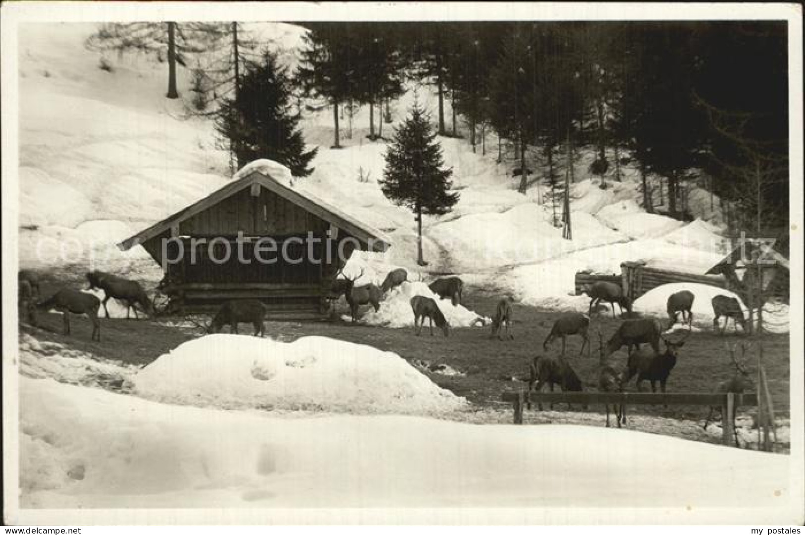 72419413 Mittenwald Bayern Wildfuetterung Mittenwald