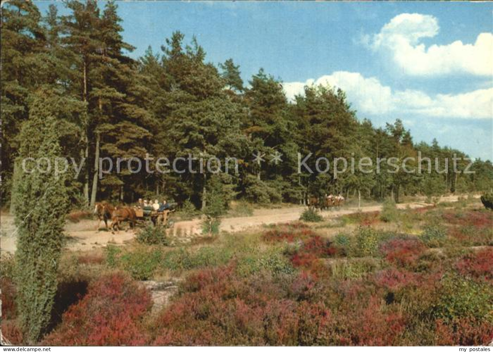 72420327 Lueneburger Heide Pferdekutsche Wald Lueneburger Heide