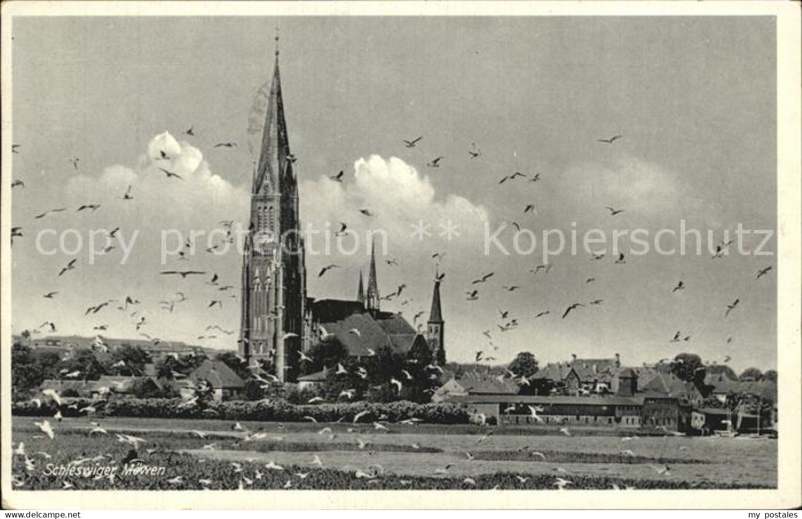 72422314 Schleswig Holstein Dom Moewen Schleswig