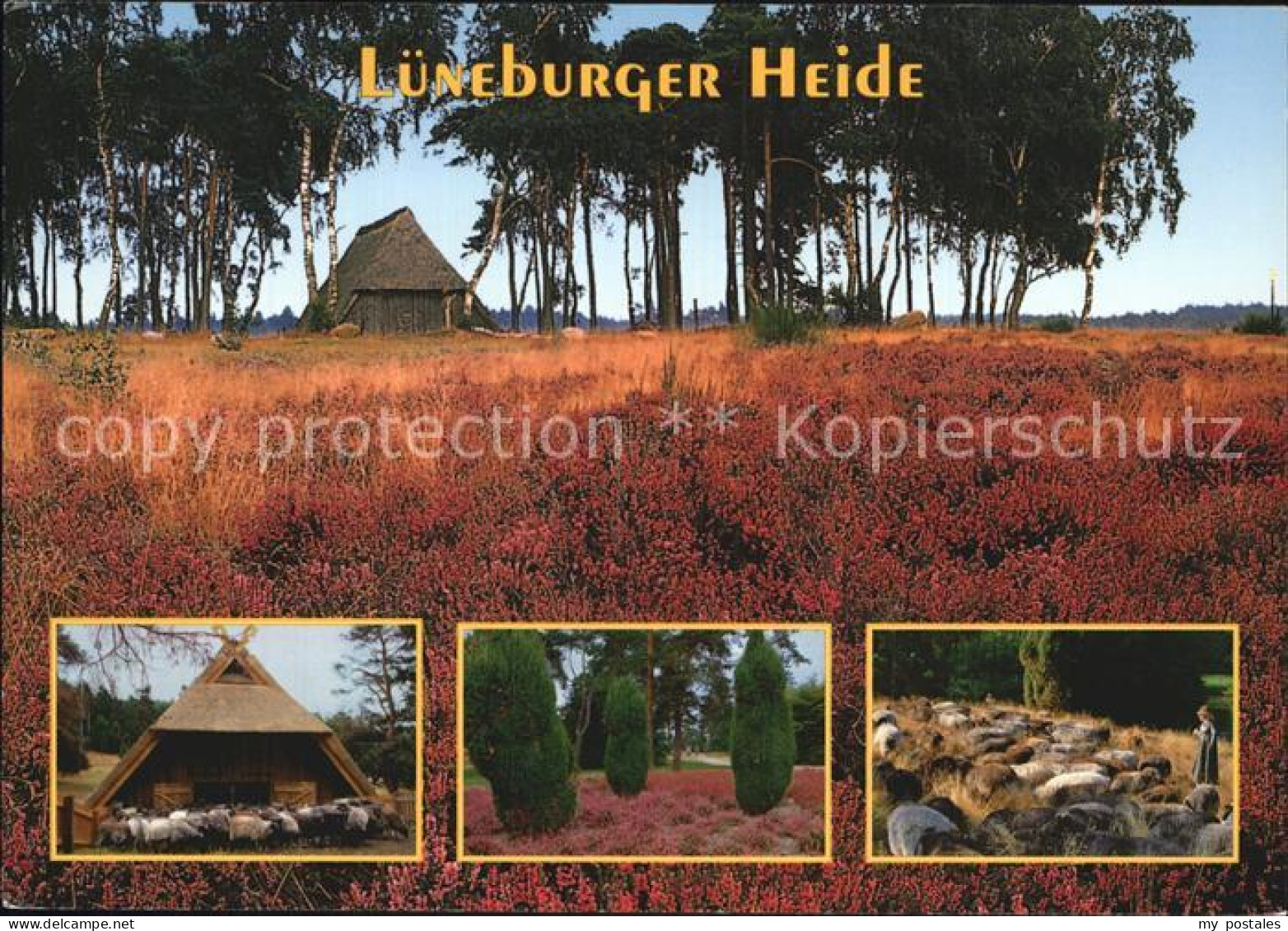 72433395 Lueneburger Heide Schaefer  Lueneburger Heide