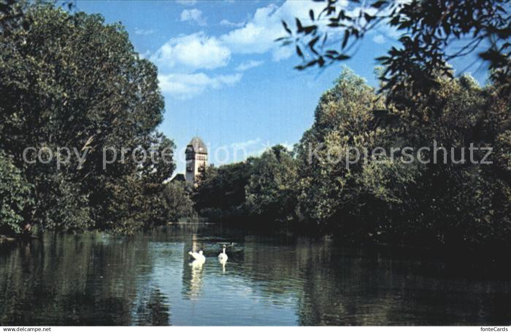 72519963 Winnipeg Swans Assiniboine Park Winnipeg