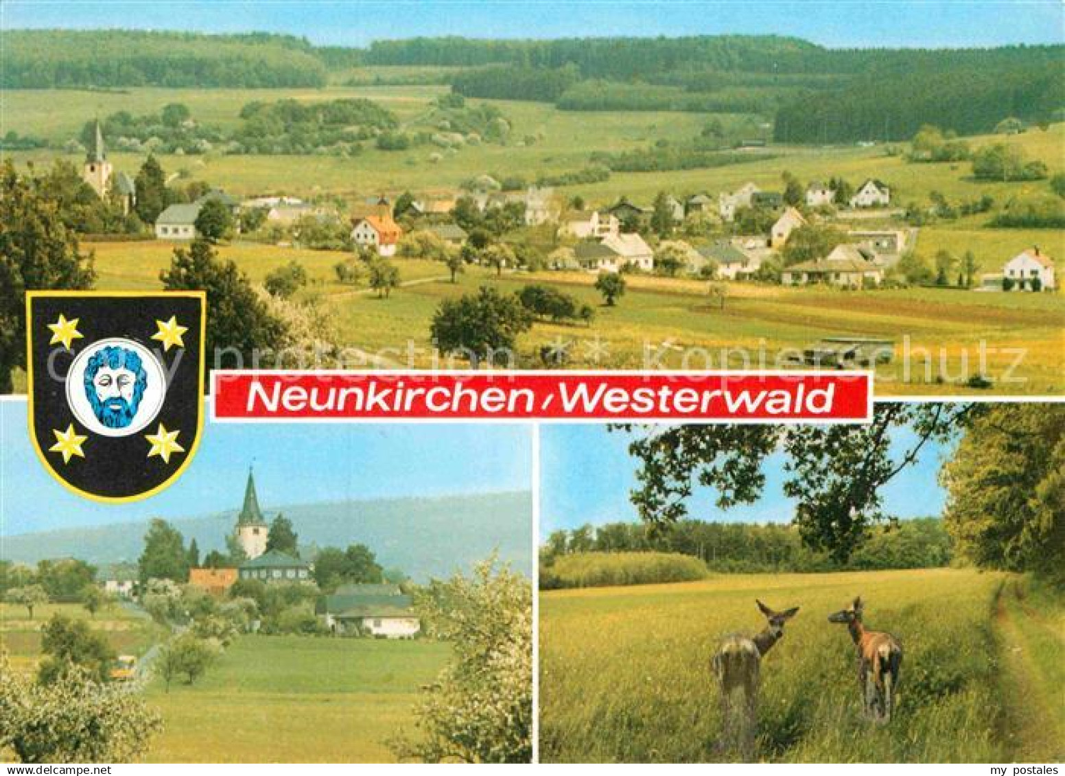 72901432 Neunkirchen Westerwald Reh Neunkirchen Westerwald